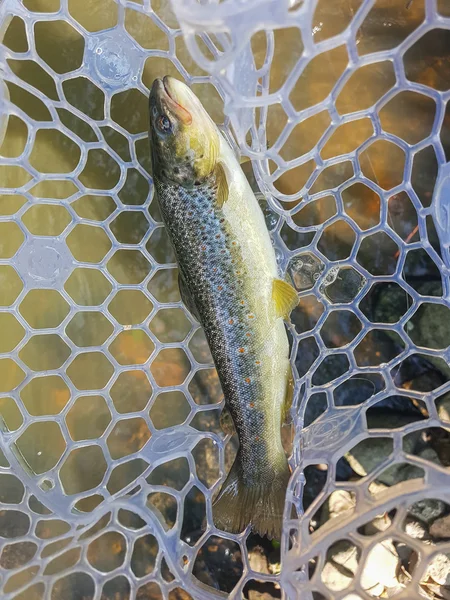 Trout fishing. Trout in the net. — Stock Photo, Image