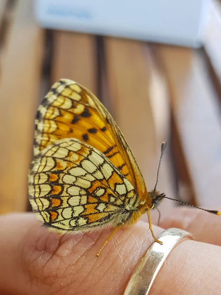 Бабочка на пальце. Красота природы . — стоковое фото