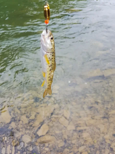 Trout on a hook — Stock Photo, Image