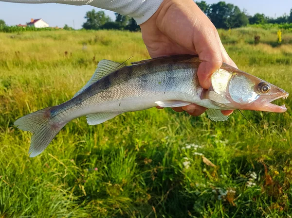 Пресноводная рыба на траве — стоковое фото