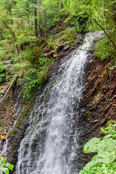 Güzel ve yeşil orman düşüyor, doğanın güzelliği.