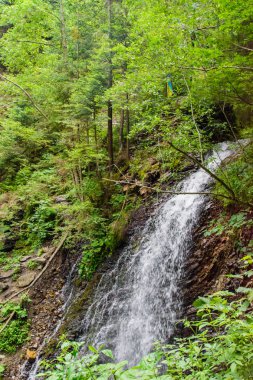 Güzel ve yeşil orman düşüyor, doğanın güzelliği.