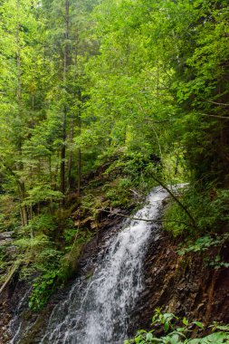 Güzel ve yeşil orman düşüyor, doğanın güzelliği.