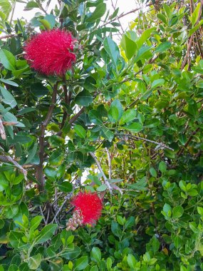 Parlak yaz çiçek. Doğanın güzelliği.