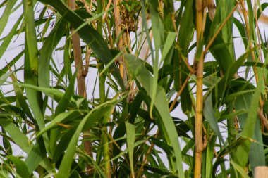 Güzel deniz manzarası. Sahile Girit Adası