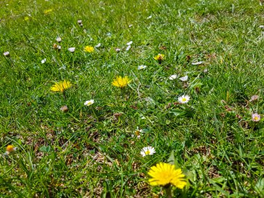 Dandelions ve çim alanı.