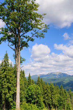 Dağlarda güzel doğa