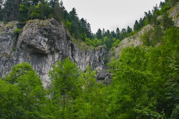 Hermosa garganta de montaña. Belleza de la naturaleza . — Foto de Stock