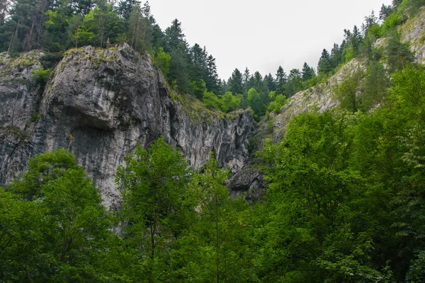 Прекрасна гірська ущелина. Краса природи . — стокове фото