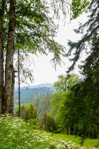 Dağlarda güzel ağaçlar