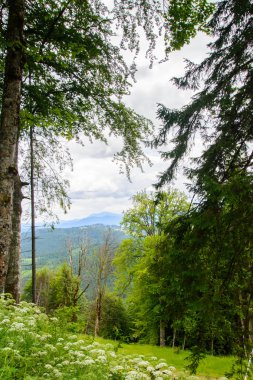 Dağlarda güzel ağaçlar