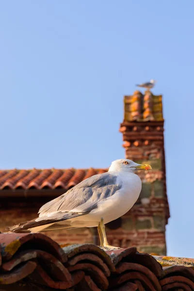 美しい建物の屋根の上のカモメ — ストック写真