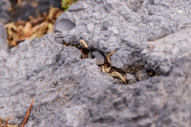 Yaban hayatı Yunan Sahil. Doğanın güzelliği.
