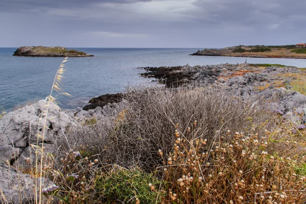 野生動物ギリシャ語海岸。自然の美しさ. — ストック写真