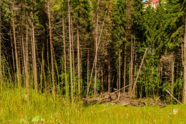 Yaban hayatı Crete. Doğanın güzelliği.