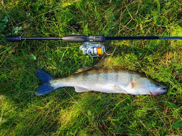 Zander. Etkin boş balıkçı. — Stok fotoğraf