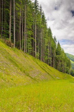 Dağlarda çam ağaçları