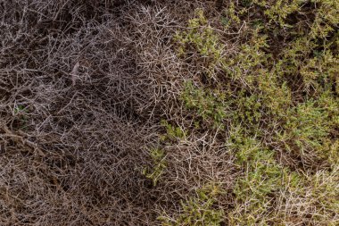 Denizin güzel doğa