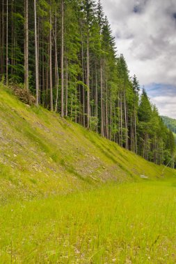 Dağlarda çam ağaçları