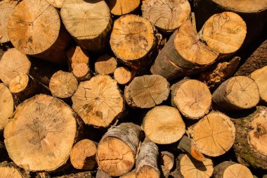 Yuvarlak günlükleri ahşap doku.