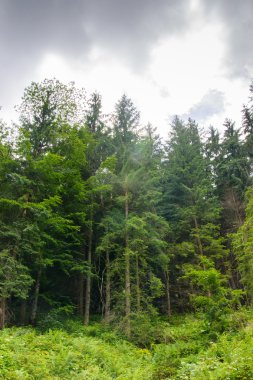 Güzel doğa dağlar. Doğanın güzelliği.