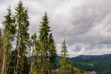 Dağlarda çam ağaçları