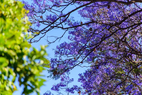 Lilás Floração árvores. Beleza da natureza . — Fotografia de Stock