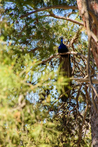 木の上の孔雀します。 — ストック写真