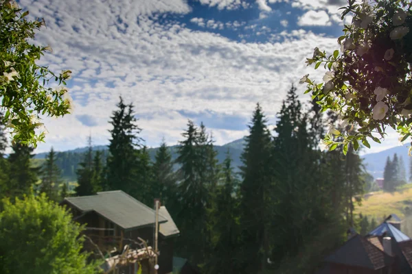 Schöne Natur in den Bergen — Stockfoto