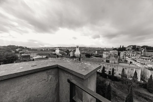 Forum romano. Bella città . — Foto Stock