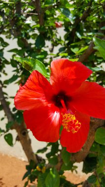 Güzel bahçe çiçekleri. Doğanın güzelliği.