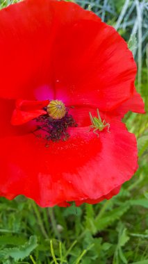 Güzel bahçe çiçekleri. Doğanın güzelliği.