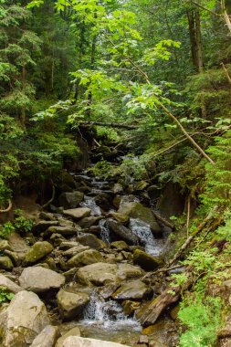 Muhteşem Karpatlar. Doğanın güzelliği.