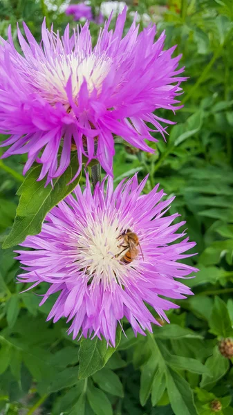 美しい庭の花。自然の美しさ. — ストック写真