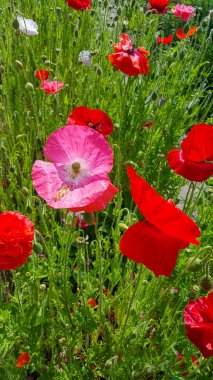 Güzel bahçe çiçekleri. Doğanın güzelliği.