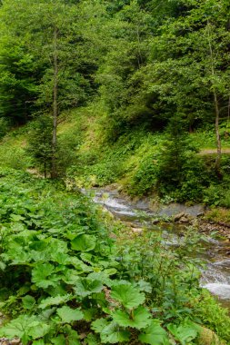 Dağlarda güzel ağaçlar