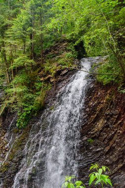 Dağlarda güzel ağaçlar