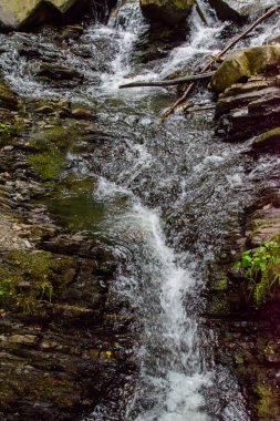Dağlarda güzel ağaçlar