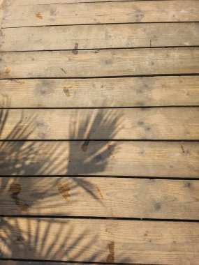 yansıma ve palmiye ağaçlarının kaldırım