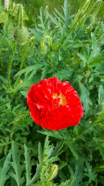 Güzel bahçe çiçekleri. Doğanın güzelliği.