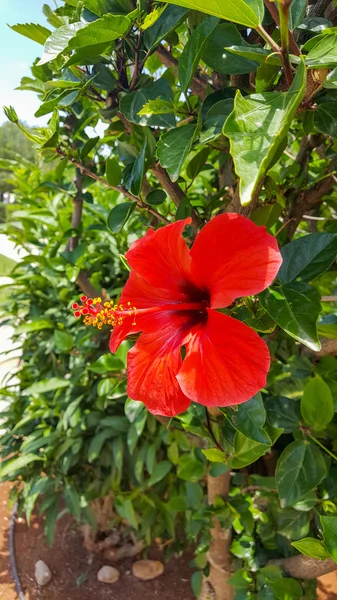 Hermosas flores de jardín. Belleza de la naturaleza . — Foto de Stock