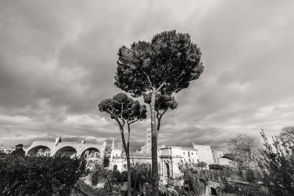 Increíbles ruinas del Foro Romano —  Fotos de Stock