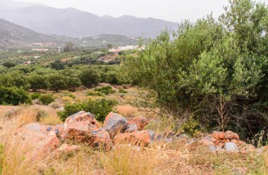 Yaban hayatı Crete, doğanın güzelliği.