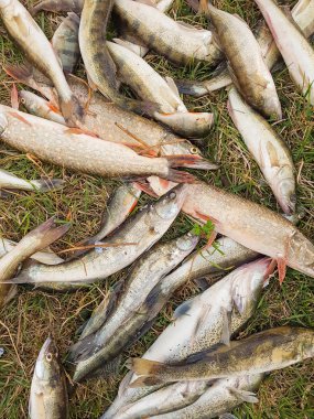 çimenlerin üzerinde balık yakaladı