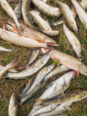 çimenlerin üzerinde balık yakaladı