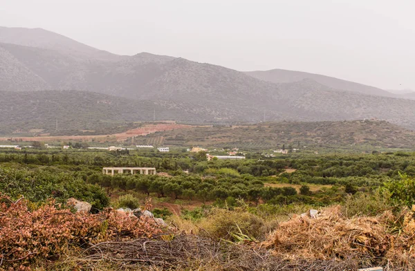 Vida Silvestre Creta, la belleza de la naturaleza . — Foto de Stock