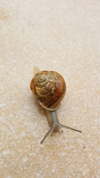 Escargot sur le mur — Photo