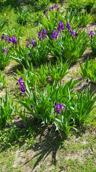 Vacker sommarblommor lila. — Stockfoto