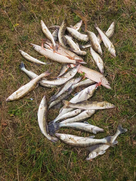 Caught fish on grass — Stock Photo, Image