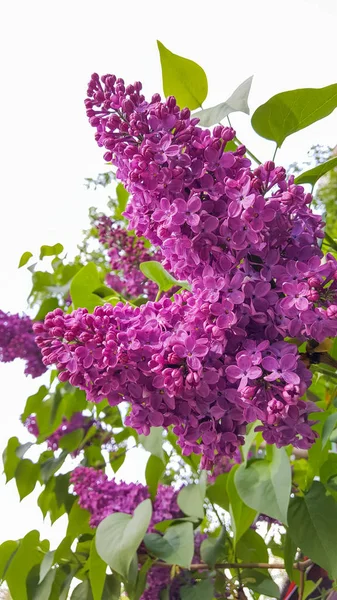 Belles fleurs d'été violet . — Photo